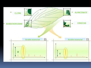 CLIMA
BIODIVERSIDAD COSECHA
ALMACENAJE
 