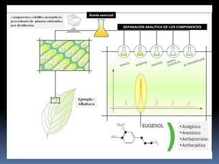 SEPARACIÓN ANALITICA DE LOS COMPONENTES
Aceite esencial
 
