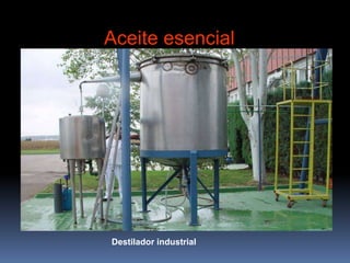 Aceite esencial
Destilador industrial
 