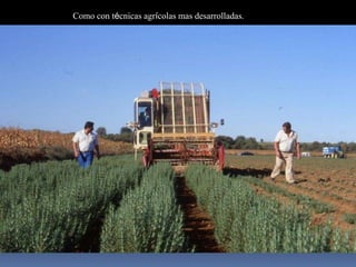 Como con técnicas agrícolas mas desarrolladas.
 