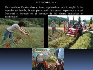 POTENCIABILIDAD
Es la combinación de ambas acciones, seguido de un estudio amplio de las
especies de interés, la que puede abrir una puerta importante a nivel
Nacional y Europeo en el mercado de las plantas aromáticas y
medicinales.
 