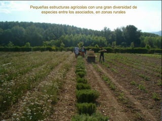 Pequeñas estructuras agrícolas con una gran diversidad de
especies entre los asociados, en zonas rurales
 