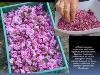 La Rosa tiene varias
propiedades medicinales:
digestivas, antiinflamatorias,
laxantes, vitamínicas,
problemas de los nervios,
astringente, tónico y
estimulante sexual. por lo que
puede considerarse una
planta con propiedades
afrodisiacas.
 