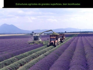 Estructuras agrícolas de grandes superficies, bien tecnificadas
 