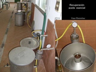 Recuperación
aceite esencial
Vaso Florentino
 