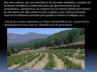 Hay otras especies que son conocidas en los mercados mundiales y europeos de
las plantas aromáticas y medicinales pero, por desconocimiento de sus
características agroquímicas, no compiten con las materias primas provenientes
de otros países con más cultura en estos vegetales y que se han posicionado
mejor en los diferentes mercados (por ejemplo el romero, el orégano, etc.).
Una de las acciones inmediatas es obtener información de las características
agroquímicas de estas especies. (Identificación de quimiotipos)
Orégano Sierra de Gredos
 
