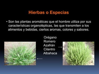 Hierbas o Especias
• Son las plantas aromáticas que el hombre utiliza por sus
características organolépticas, las que transmiten a los
alimentos y bebidas, ciertos aromas, colores y sabores.
Orégano
Romero
Azafrán
Cilantro
Albahaca
 