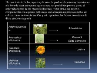 El conocimiento de las especies y la zona de producción son muy importantes
a la hora de crear estructuras agrarias que nos posibiliten por una parte, el
aprovechamiento de los recursos silvestres; y por otra, a ser posible,
complementar con especies cultivadas, que abarquen un periodo amplio de
cultivo como de transformación, y así optimizar las futuras inversiones de
dicha estructura agraria.
Artemisia annua
L.
Artemisinina
Rosmarinus
officinalis L.
Carnosol
Ácido Carnósico
Calendula
officinalis L.
Luteína
Melilotus
officinalis L.
Cumarina
 