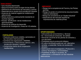 FORTALEZAS
• Especies endémicas notables, apreciadas en
los mercados internacionales
• Comienzo de organización ( ANIPAM)
• Conocimiento y cultura de los cultivos ( Jara,
recolección silvestre), tradición
• Compromiso dentro de la cooperación
mediterránea
DEBILIDADES
• Una industria diseminada
• Desconocimiento sobre el origen de las plantas
• Deficiencia de información de mercados y precios
• Dependencia en exceso de la recolección silvestre
• Ausencia de material vegetal de multiplicación
seleccionado
• Sector productivo prácticamente inexistente en
muchas regiones
• Escasa tecnificación de las instalaciones
agroindustriales
• Ausencia de políticas de desarrollo
• Ausencia de investigación, líneas de I+D aisladas
OPORTUNIDADES
• Intercambio de conocimientos y técnicas
• Es reconocida por productos de calidad
• Demanda creciente de las plantas de extractos y
sus derivados
• Posibilidad para la producción bilógica
• El cultivo tecnificado puede ser una alternativa
rentable y sostenible frente a la recolección
silvestre
• Optimización de la investigación y Producción (
Centros Tecnológicos, Universidades)
• Posibilidad de llegar a acuerdos, de
colaboración y contratación con las industrias
elaboradoras
AMENAZAS
• Riesgo de la competencia de Francia y los Países
del Este
• Riesgo de perder el control de los recursos locales
( fabricas extranjeras)
• Riesgo de convertirse en un “cluster industrial”
• Dependencia del mercado español de
importaciones de materias primas
 