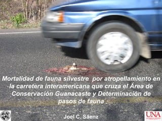 Mortalidad de fauna silvestre por atropellamiento en
  la carretera interamericana que cruza el Área de
   Conservación Guanacaste y Determinación de
                    pasos de fauna

                    Joel C. Sáenz
 