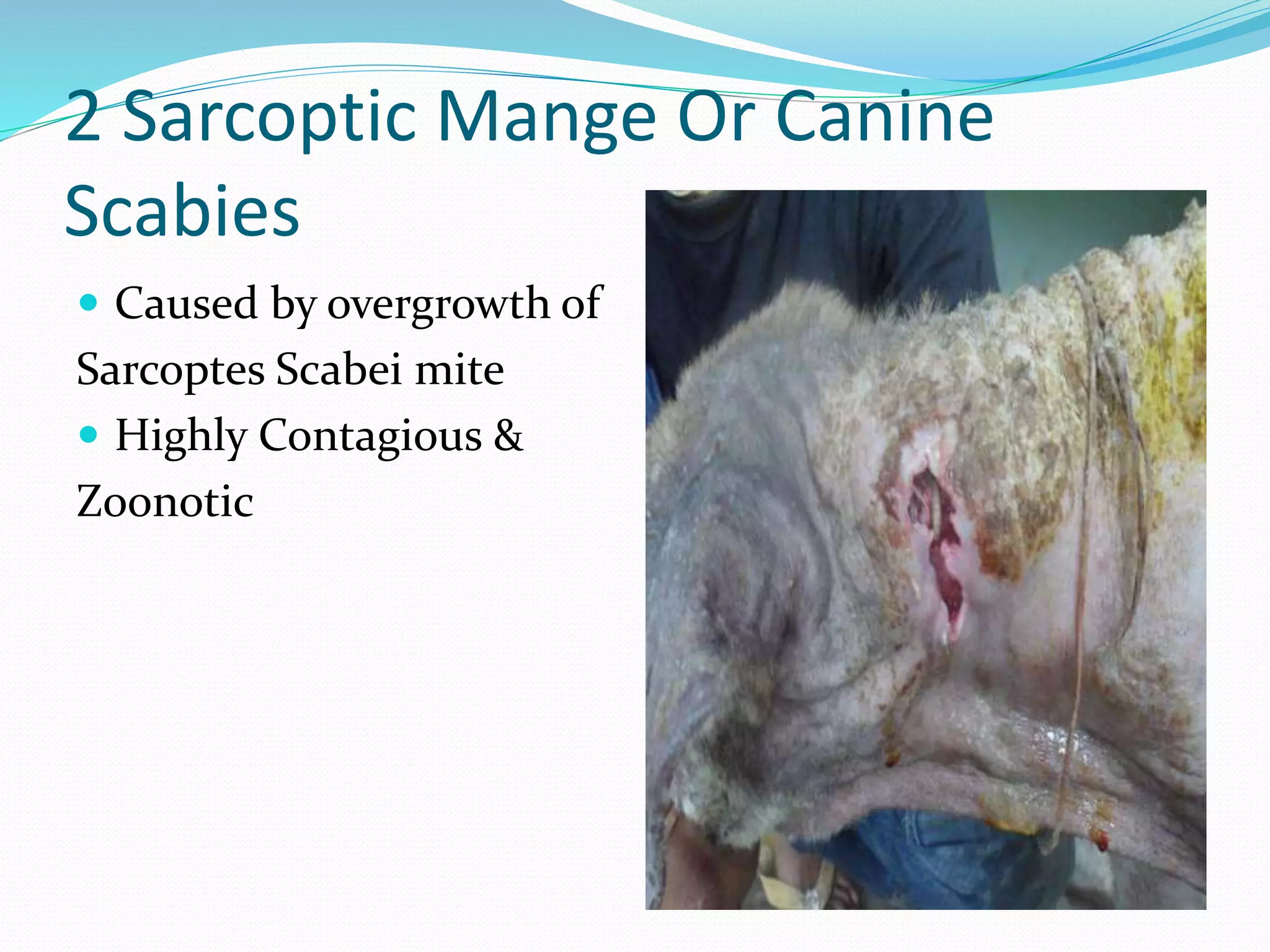 2 Sarcoptic Mange Or Canine
Scabies
Caused by overgrowth of
Sarcoptes Scabei mite
Highly Contagious &
Zoonotic