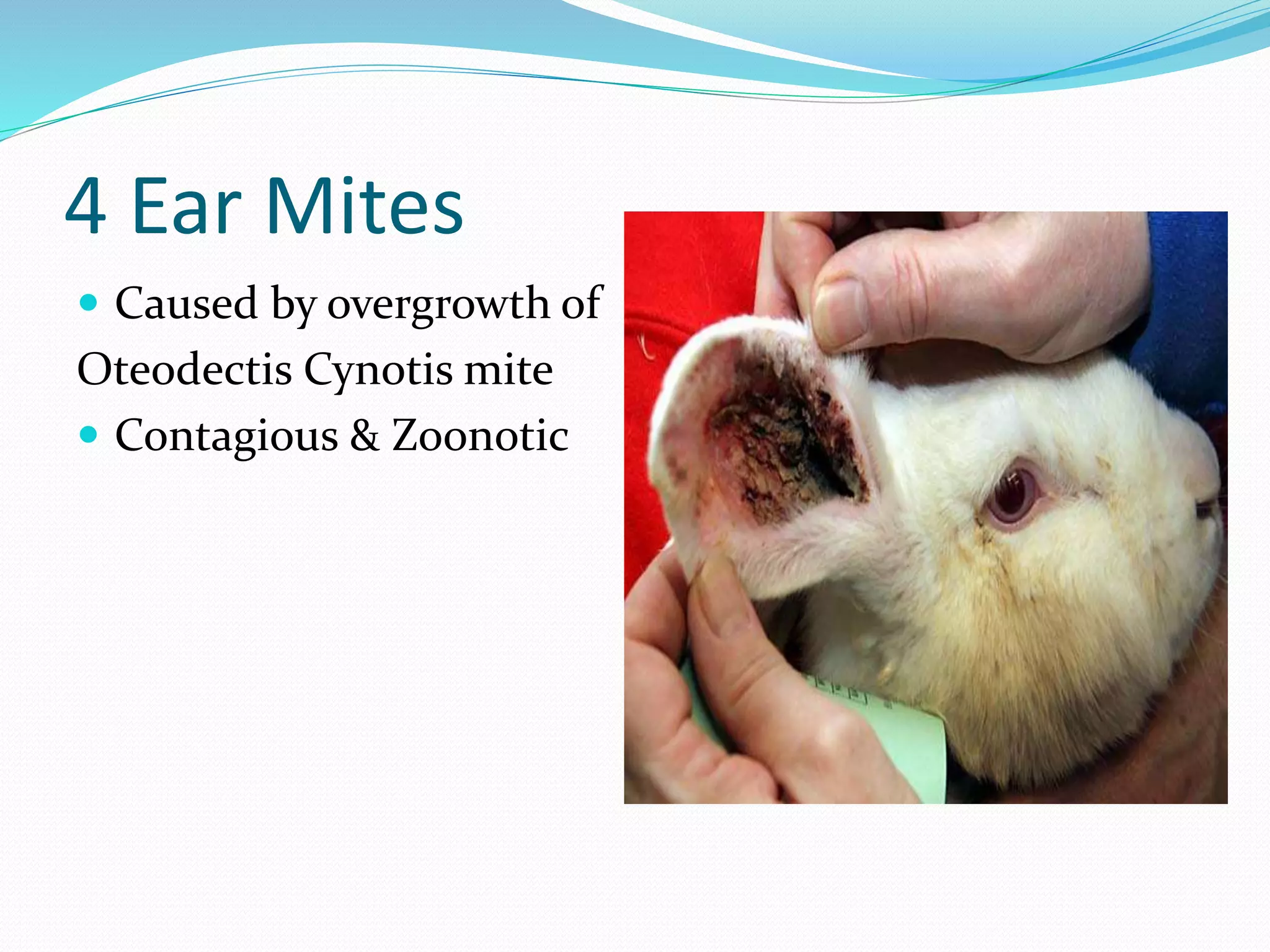 4 Ear Mites
Caused by overgrowth of
Oteodectis Cynotis mite
Contagious & Zoonotic