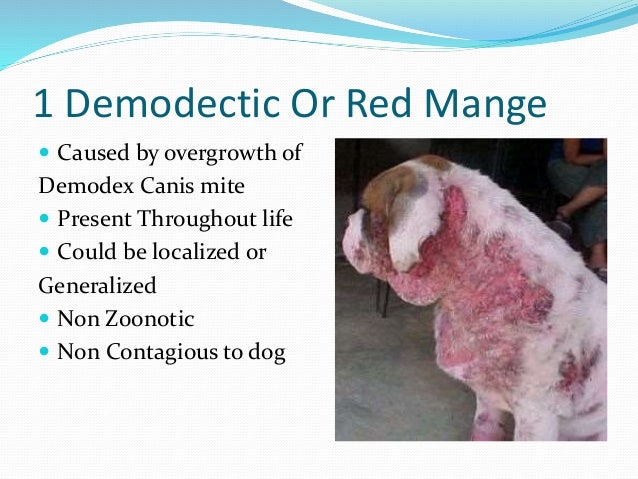 demodex contagious