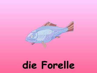 die Forelle