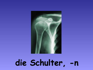 die Schulter, -n 