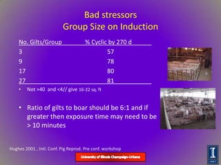 Dr. Rob Knox - Gilt Management/Puberty Induction and Sow Longevity ...