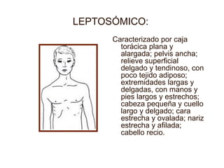 LEPTOSÓMICO:  Caracterizado por caja torácica plana y alargada; pelvis ancha; relieve superficial delgado y tendinoso, con poco tejido adiposo; extremidades largas y delgadas, con manos y pies largos y estrechos; cabeza pequeña y cuello largo y delgado; cara estrecha y ovalada; nariz estrecha y afilada; cabello recio. 