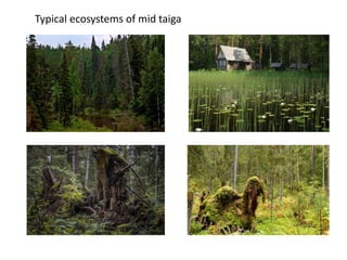 Typical ecosystems of mid taiga
 