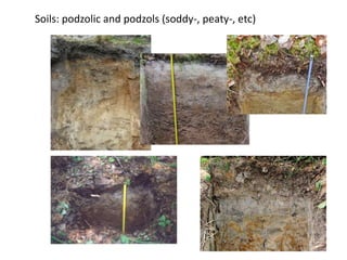 Soils: podzolic and podzols (soddy-, peaty-, etc)
 