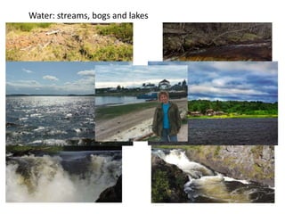 Water: streams, bogs and lakes
 