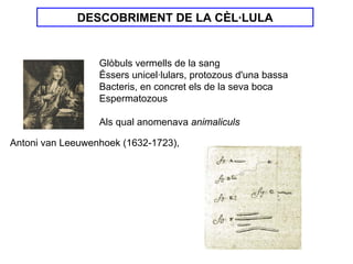DESCOBRIMENT DE LA CÈL·LULA


                  Glòbuls vermells de la sang
                  Éssers unicel·lulars, protozous d'una bassa
                  Bacteris, en concret els de la seva boca
                  Espermatozous

                  Als qual anomenava animaliculs

Antoni van Leeuwenhoek (1632-1723),
 