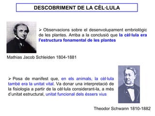DESCOBRIMENT DE LA CÈL·LULA



                    Observacions sobre el desenvolupament embriològic
                 de les plantes. Arriba a la conclusió que la cèl·lula era
                 l'estructura fonamental de les plantes


Mathias Jacob Schleiden 1804-1881



   Posa de manifest que, en els animals, la cèl·lula
també era la unitat vital. Va donar una interpretació de
la fisiologia a partir de la cèl·lula considerant-la, a més
d’unitat estructural, unitat funcional dels éssers vius


                                               Theodor Schwann 1810-1882
 