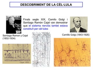 DESCOBRIMENT DE LA CÈL·LULA



                 Finals segle XIX, Camilo Golgi i
                 Santiago Ramón Cajal van demostrar
                 que el sistema nerviós també estava
                 constituït per cèl·lules

Santiago Ramon y Cajal                         Camillo Golgi (1843-1926)
(1852-1934)
 