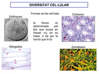 DIVERSITAT CEL·LULAR

             Formes de les cèl·lules   Cúbiques
Esfèriques

              la     forma      ve
              determinada      pel
              lloc que ocupa en
              l'ésser viu on es
              troba, o bé per la
              funció que hi fa

Allargades                             Estrellades
 