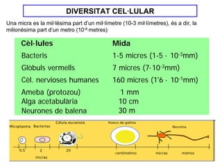DIVERSITAT CEL·LULAR
Una micra es la mil·lèsima part d’un mil·límetre (10-3 mil·límetres), és a dir, la
milionèsima part d’un metro (10-6 metres)

      Cèl·lules                              Mida
      Bacteris                               1-5 micres (1-5 · 10-3mm)
      Glòbuls vermells                       7 micres (7·10-3mm)
      Cèl. nervioses humanes                 160 micres (1'6 · 10-1mm)
      Ameba (protozou)                          1 mm
      Alga acetabulària                         10 cm
      Neurones de balena                        30 m
 