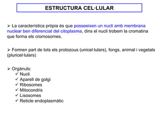 ESTRUCTURA CEL·LULAR


  La característica pròpia és que posseeixen un nucli amb membrana
nuclear ben diferenciat del citoplasma, dins el nucli trobem la cromatina
que forma els cromosomes.

   Formen part de tots els protozous (unicel·lulars), fongs, animal i vegetals
(pluricel·lulars)


  Orgànuls:
     Nucli
     Aparell de golgi
     Ribosomes
     Mitocondris
     Lisosomes
     Reticle endoplasmàtic
 