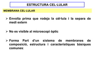 ESTRUCTURA CEL·LULAR
MEMBRANA CEL·LULAR


   Envolta prima que rodeja la cèl·lula i la separa de
   medi extern

   No es visible al microscopi òptic

   Forma Part d’un sistema de membranes de
   composició, estructura i característiques bàsiques
   comunes:
 