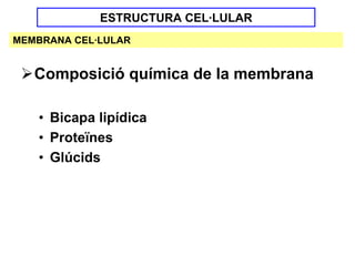 ESTRUCTURA CEL·LULAR
MEMBRANA CEL·LULAR


   Composició química de la membrana

   • Bicapa lipídica
   • Proteïnes
   • Glúcids
 