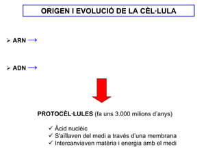 ORIGEN I EVOLUCIÓ DE LA CÈL·LULA


ARN   →

ADN   →



      PROTOCÈL·LULES (fa uns 3.000 milions d’anys)

             Àcid nuclèic
             S'aïllaven del medi a través d’una membrana
             Intercanviaven matèria i energia amb el medi
 