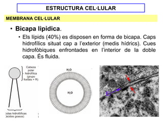 ESTRUCTURA CEL·LULAR
MEMBRANA CEL·LULAR

 • Bicapa lipídica.
    • Els lípids (40%) es disposen en forma de bicapa. Caps
      hidrofílics situat cap a l’exterior (medis hídrics). Cues
      hidrofòbiques enfrontades en l’interior de la doble
      capa. És fluida.
 