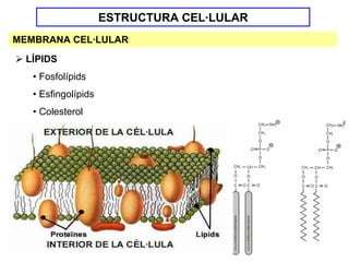 ESTRUCTURA CEL·LULAR
MEMBRANA CEL·LULAR
  LÍPIDS
   • Fosfolípids
   • Esfingolípids
   • Colesterol
 