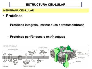 ESTRUCTURA CEL·LULAR
MEMBRANA CEL·LULAR

• Proteïnes

  – Proteïnes integrals, intrínseques o transmembrana


  – Proteïnes perifèriques o extrínseques
 