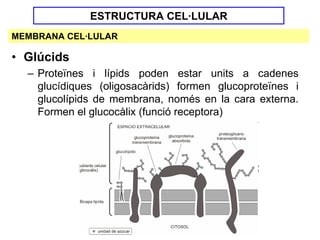 ESTRUCTURA CEL·LULAR
MEMBRANA CEL·LULAR

• Glúcids
  – Proteïnes i lípids poden estar units a cadenes
    glucídiques (oligosacàrids) formen glucoproteïnes i
    glucolípids de membrana, només en la cara externa.
    Formen el glucocàlix (funció receptora)
 