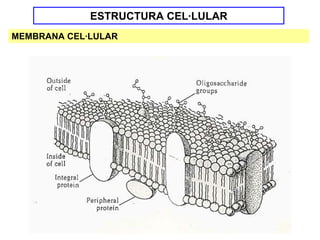 ESTRUCTURA CEL·LULAR
MEMBRANA CEL·LULAR
 