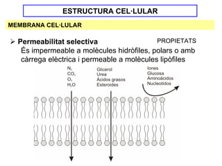 ESTRUCTURA CEL·LULAR
MEMBRANA CEL·LULAR

  Permeabilitat selectiva                   PROPIETATS
   És impermeable a molècules hidròfiles, polars o amb
   càrrega elèctrica i permeable a molècules lipòfiles
 