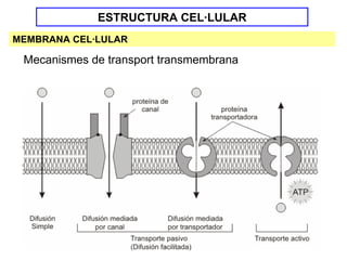 ESTRUCTURA CEL·LULAR
MEMBRANA CEL·LULAR

 Mecanismes de transport transmembrana
 