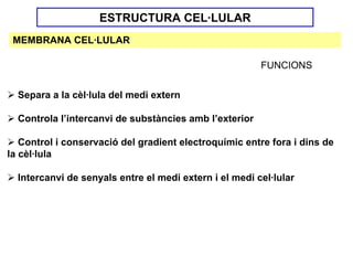 ESTRUCTURA CEL·LULAR
 MEMBRANA CEL·LULAR

                                                        FUNCIONS


  Separa a la cèl·lula del medi extern

  Controla l’intercanvi de substàncies amb l’exterior

   Control i conservació del gradient electroquímic entre fora i dins de
la cèl·lula

  Intercanvi de senyals entre el medi extern i el medi cel·lular
 