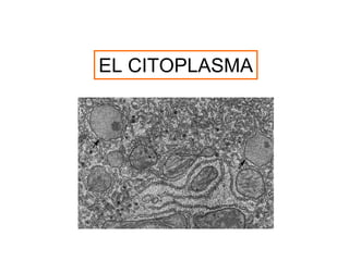 EL CITOPLASMA
 