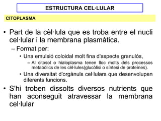 ESTRUCTURA CEL·LULAR
CITOPLASMA


• Part de la cèl·lula que es troba entre el nucli
  cel·lular i la membrana plasmàtica.
  – Format per:
     • Una emulsió coloidal molt fina d'aspecte granulós,
        – Al citosol o hialoplasma tenen lloc molts dels processos
          metabòlics de les cèl·lules(glucòlisi o síntesi de proteïnes).
     • Una diversitat d'orgànuls cel·lulars que desenvolupen
       diferents funcions.
• S'hi troben dissolts diversos nutrients que
  han aconseguit atravessar la membrana
  cel·lular
 