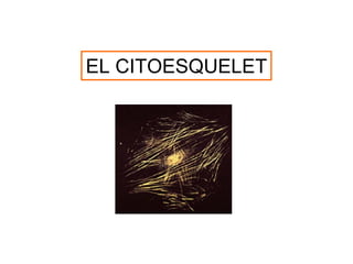 EL CITOESQUELET
 