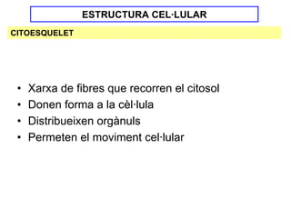 ESTRUCTURA CEL·LULAR
CITOESQUELET




 •   Xarxa de fibres que recorren el citosol
 •   Donen forma a la cèl·lula
 •   Distribueixen orgànuls
 •   Permeten el moviment cel·lular
 