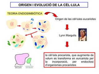 ORIGEN I EVOLUCIÓ DE LA CÈL·LULA

TEORIA ENDOSIMBIÒTICA
                                Origen de las cèl·lules eucariotes




                                   Lynn Margulis




                        la cèl·lula procariota, que augmenta de
                        volum es transforma en eurcariota per
                        la    incorporació,     per    endocitosi
                        d’organismes procariotes
 