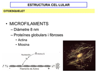 ESTRUCTURA CEL·LULAR
CITOESQUELET



 • MICROFILAMENTS
    – Diàmetre 8 nm
    – Proteïnes globulars i fibroses
      • Actina
      • Miosina
 