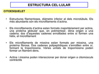 ESTRUCTURA CEL·LULAR
CITOESQUELET

 •   Estructures filamentoses, diàmetre inferior al dels microtúbuls. Els
     més abundants són els microfilaments d’actina.

 •   Els microfilaments d’actina estan formats majoritàriament per actina,
     una proteïna globular que, en polimeritzar, dóna origen a una
     cadena; dos d’aquestes cadenes enrotllades entre sí formen una
     hèlix, el microfilament

 •   Els microfilaments de miosina estan formats per miosina, una
     proteïna fibrosa. Dos cadenes polipeptídiques s’enrotllen entre sí,
     formant la tropomiosina. Vàries unitats de tropomiosina poden
     formar un filament dens.

 •   Actina i miosina poden interaccionar per donar origen a citomúsculs
     contràctils
 