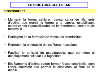 ESTRUCTURA CEL·LULAR
CITOESQUELET


• Mantenir la forma cel·lular, densa xarxa de filaments
  d’actina que manté la forma o la canvia, estabilitzant
  certes zones especialitzades de la membrana, com ara els
  microvil·li

• Participen en la formació de vesícules d’endocitosi

• Permeten la contracció de les fibres musculars

• Facilitar la emissió de pseudopodis, que permeten el
  desplaçament cel·lular i la fagocitosi

• Els filaments d’actina poden formar feixos contràctils, com
  l’anell contràctil que permet la citodièresi al final de la
  mitosi
 