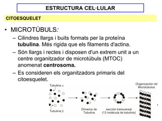 ESTRUCTURA CEL·LULAR
CITOESQUELET

• MICROTÚBULS:
  – Cilindres llargs i buits formats per la proteïna
    tubulina. Més rigida que els filaments d'actina.
  – Són llargs i rectes i disposen d'un extrem unit a un
    centre organitzador de microtúbuls (MTOC)
    anomenat centrosoma.
  – Es consideren els organitzadors primaris del
    citoesquelet.
 